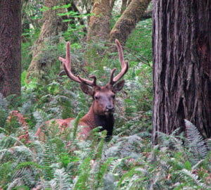A large Roosevelt Elk wanders through the Fern Watch plots at Prairie Creek.