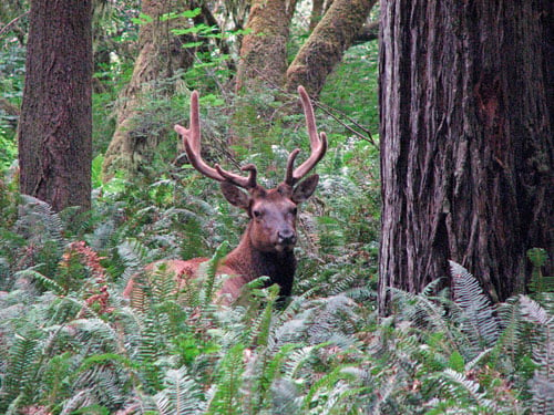 A large Roosevelt Elk wanders through the Fern Watch plots at Prairie Creek.