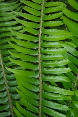 Sword ferns get their name from the “hilt” at the base of each pinna, or leaflet, on fern frond.