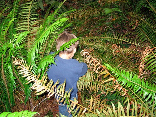 Adventurous Fern Watch volunteer, Nate Dolan, pushes through the fern fronds to reach the study plot.