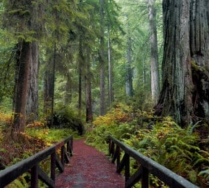 A footbridge leads to a lush redwood forest.