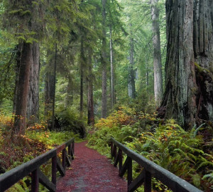 A footbridge leads to a lush redwood forest.