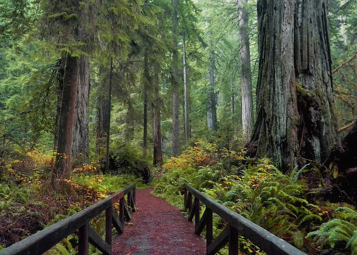 A footbridge leads to a lush redwood forest.