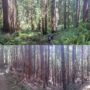 Redwood National and State Parks is home to both ancient, healthy old-growth forests (top) and dark, dense second-growth forests that have regrown in previously logged areas (bottom). Photo by Andrew Slack, Save the Redwoods League