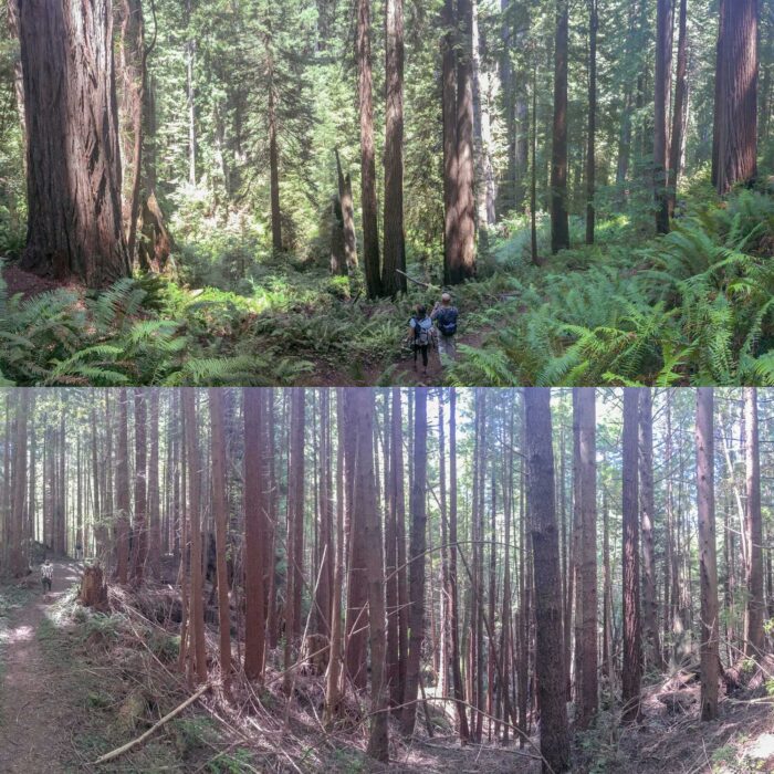A split photo shows lush, well spaced old-growth redwoods on top and a cluttered forest of spindly young redwood trees at bottom