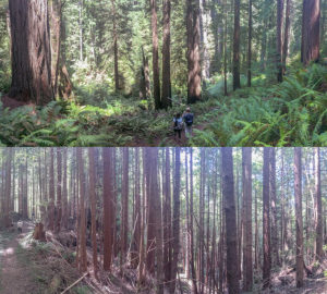 Restoration in redwood forests accelerates forest recovery