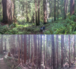 Two panoramic photos comparing conditions in an old growth forest(top) and a neighboring second growth forest(bottom) in Prairie Creek Redwoods State Park. Redwoods in the second growth forest suffer from high competition and lack the fully develop canopies seen in the old growth forest. The large multilayered canopy of an old growth redwood allows these trees to grow so large and provide critical habitat for wildlife. Photo by Andrew Slack, Save the Redwoods League