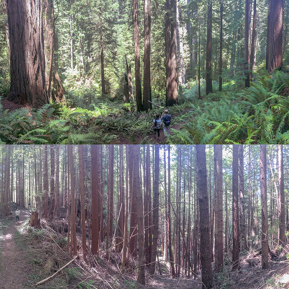 Two panoramic photos comparing conditions in an old growth forest(top) and a neighboring second growth forest(bottom) in Prairie Creek Redwoods State Park. Redwoods in the second growth forest suffer from high competition and lack the fully develop canopies seen in the old growth forest. The large multilayered canopy of an old growth redwood allows these trees to grow so large and provide critical habitat for wildlife. Photo by Andrew Slack, Save the Redwoods League