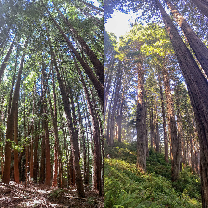 Redwoods Rising restoration work. Photo by Andrew Slack, Save the Redwoods League