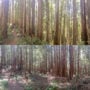 Two panoramic photos comparing forest conditions between old growth (top) and an adjacent second growth (bottom) in Prairie Creek Redwoods State Park. The high stem density in the second growth makes it difficult for light to reach the forest floor, and the lush understory visible in the old growth is absent. Photo by Andrew Slack, Save the Redwoods League