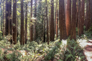 Old-growth coast redwoods in Prairie Creek Redwoods State Park, part of Redwood National and State Parks. Photo credit: Andrew Slack, Save the Redwoods League