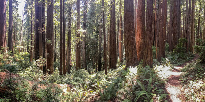 Old-growth redwood landscape