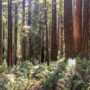 Old-growth coast redwoods in Prairie Creek Redwoods State Park, part of Redwood National and State Parks. Photo credit: Andrew Slack, Save the Redwoods League