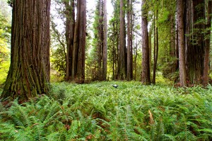 Big trees at Prairie Creek. Photo by parmsongs, Flickr Creative Commons