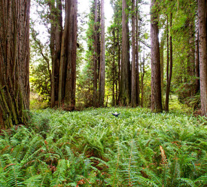 Big trees at Prairie Creek. Photo by parmsongs, Flickr Creative Commons