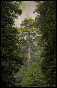 A coast redwood stands tall in the forest at Prairie Creek Redwoods State Park. Photo by Mario Vaden.