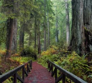 Trail along a redwood forest