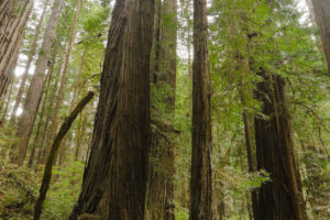 Old-growth coast redwoods along the Prairie Creek Trail in Redwood National and State Parks. Photo by S. Niehans, National Park Service