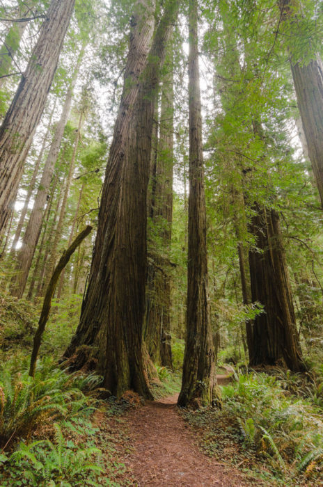 A dense forest of redwoods.