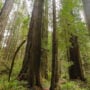 Old-growth coast redwoods along the Prairie Creek Trail in Redwood National and State Parks. Photo by S. Niehans, National Park Service
