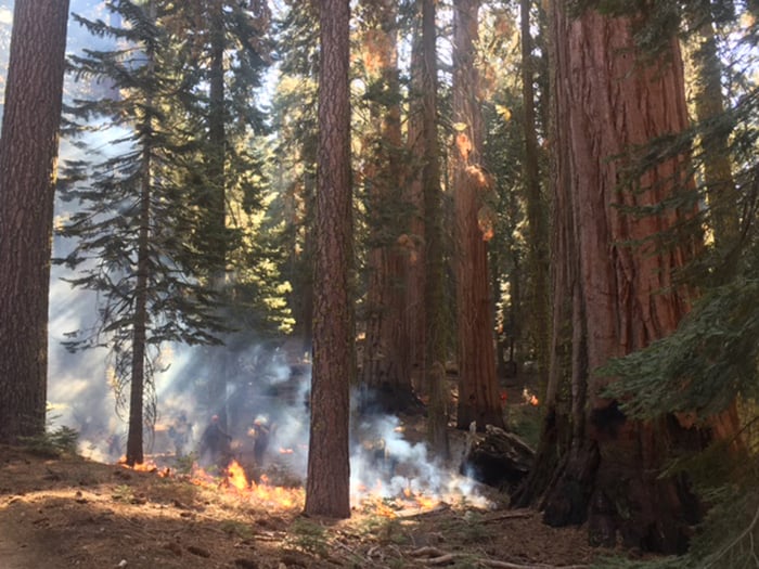 Forestry workers manage a prescribed fire burning at low severity on the forest floor.