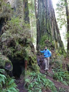My colleague, Professor Eddie Watkins, takes a break from searching for gametophytes along the James Irvine Trail at Prairie Creek Redwoods State Park.