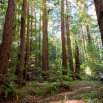 You can protect and open Loma Mar Redwoods to the public. Photo by Paolo Vescia