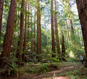 You can protect and open Loma Mar Redwoods to the public. Photo by Paolo Vescia