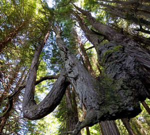 The Enchanted Forest is part of the Shady Dell property. Photo by Paolo Vescia