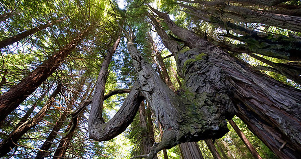 Shady Dell Save The Redwoods League