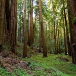 If we do not purchase and protect this land today, we could lose forever the opportunity to make this ancient forest available to the public. Photo by Paolo Vescia