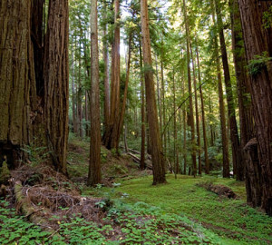 If we do not purchase and protect this land today, we could lose forever the opportunity to make this ancient forest available to the public. Photo by Paolo Vescia