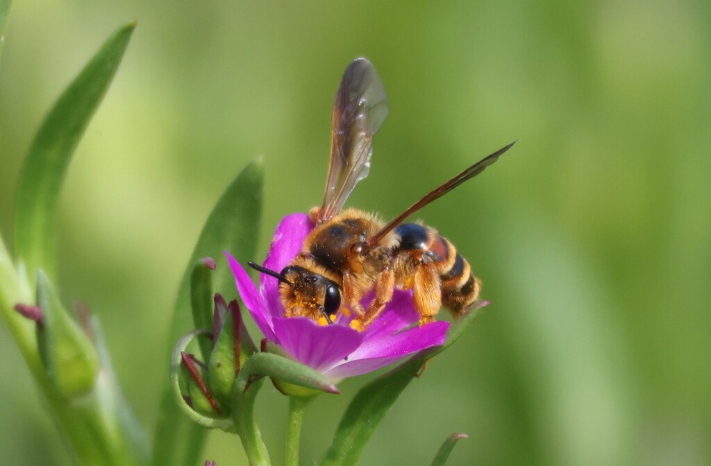 prunus miner bee