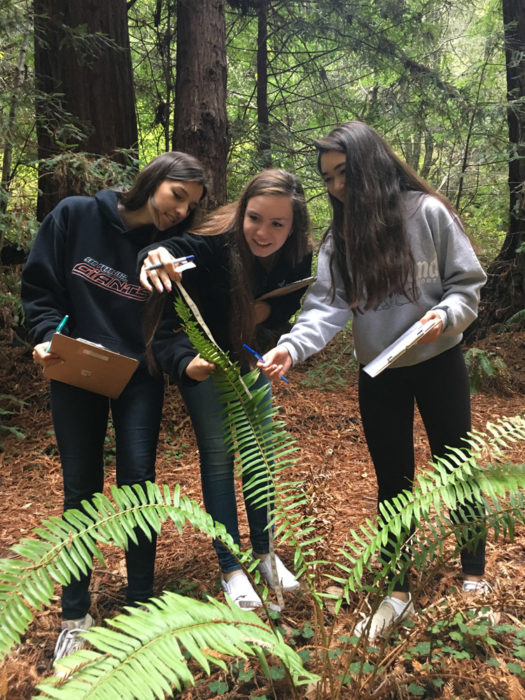 Studying a Western swordfern as an indicator of how drought impacts the forest.