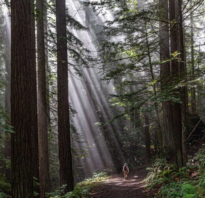 hiker on forested trail walking through sunbeams