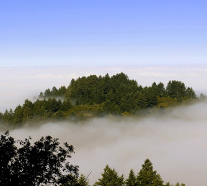 Purisima Creek Redwoods OSP, off Skyline Boulevard. Photo by satosphere, Flickr Creative Commons