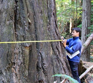 The RCCI team in October 2009 map tree and forest structure in Humboldt Redwoods State Park.