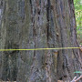 RCCI research. Photo by Save the Redwoods League
