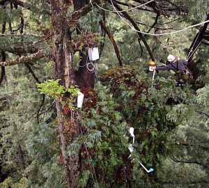 Setting up RCCI sensors. Photo by Stephen Sillett