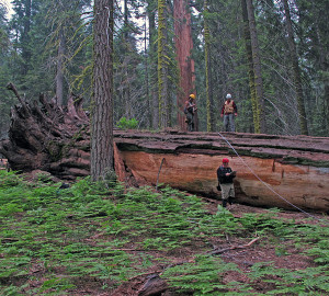 RCCI scientists mapping the forest floor. Photo by Anthony Ambrose