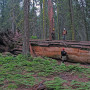 RCCI scientists mapping the forest floor. Photo by Anthony Ambrose