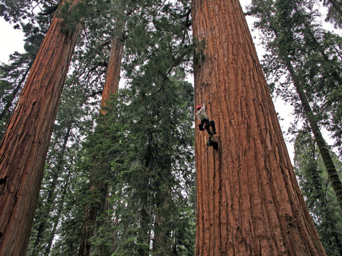 Scientist climbing a giant sequoia