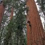 RCCI scientist climbing a giant sequoia. Photo by Anthony Ambrose