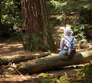 The redwood forest inspires the students in our Redwoods and Climate Change High School Program.