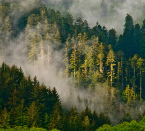 Fog on Flint Ridge Redwood National Park. Photo by Jon Parmentier