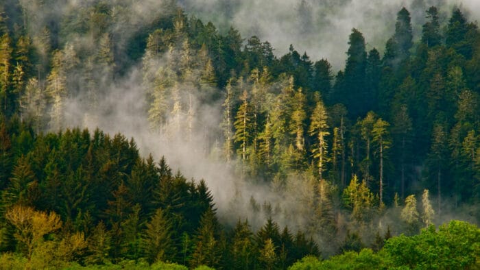 Fog on Flint Ridge Redwood National Park. Photo by Jon Parmentier
