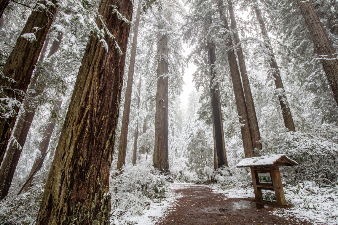 Wild weather brings snow to the coast redwoods Save the Redwoods League