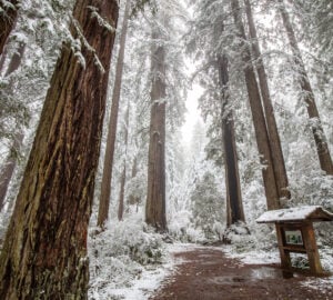 Wild weather brings snow to the coast redwoods