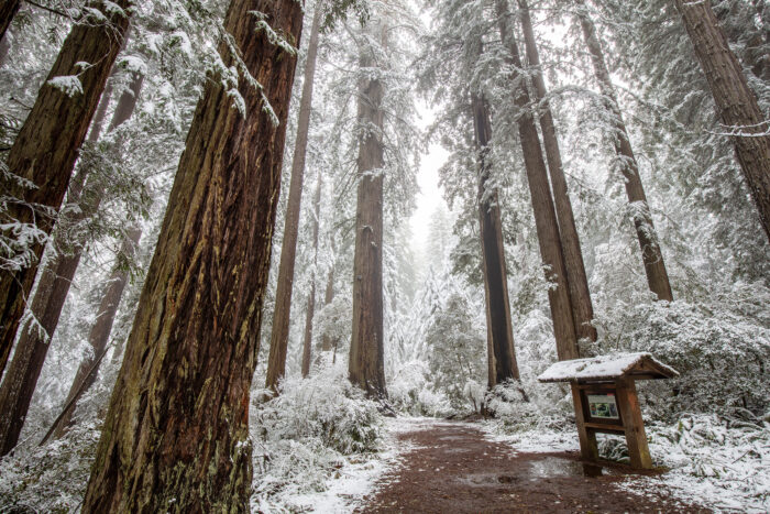 jbj grove trail snow forster