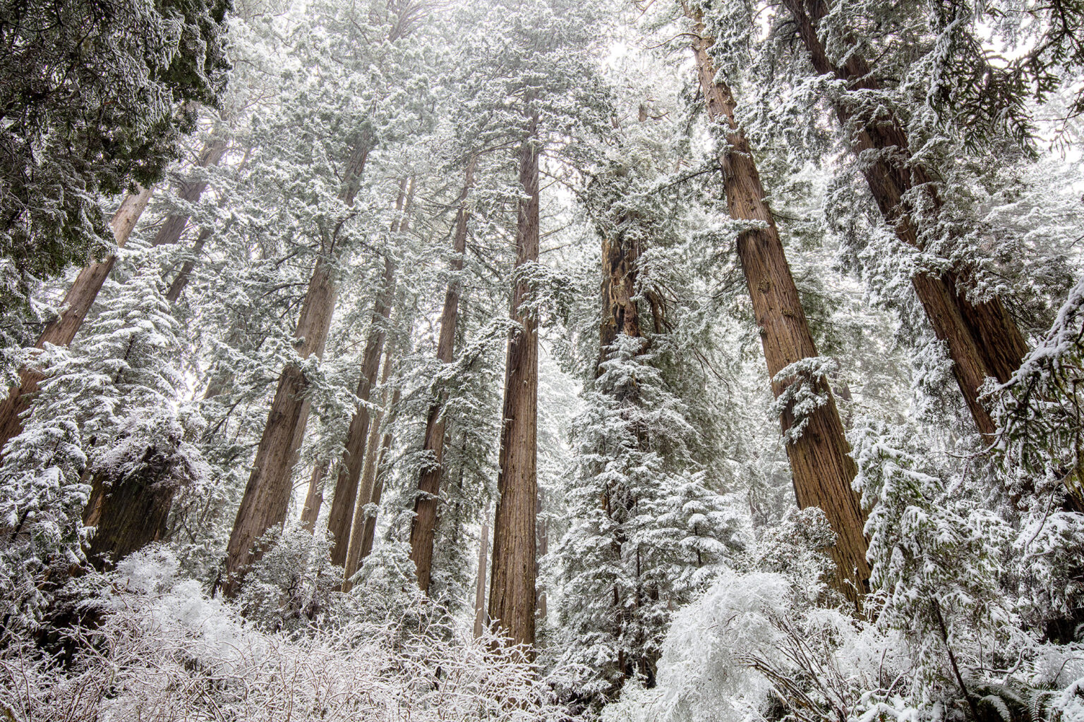 Wild weather brings snow to the coast redwoods Save the Redwoods League